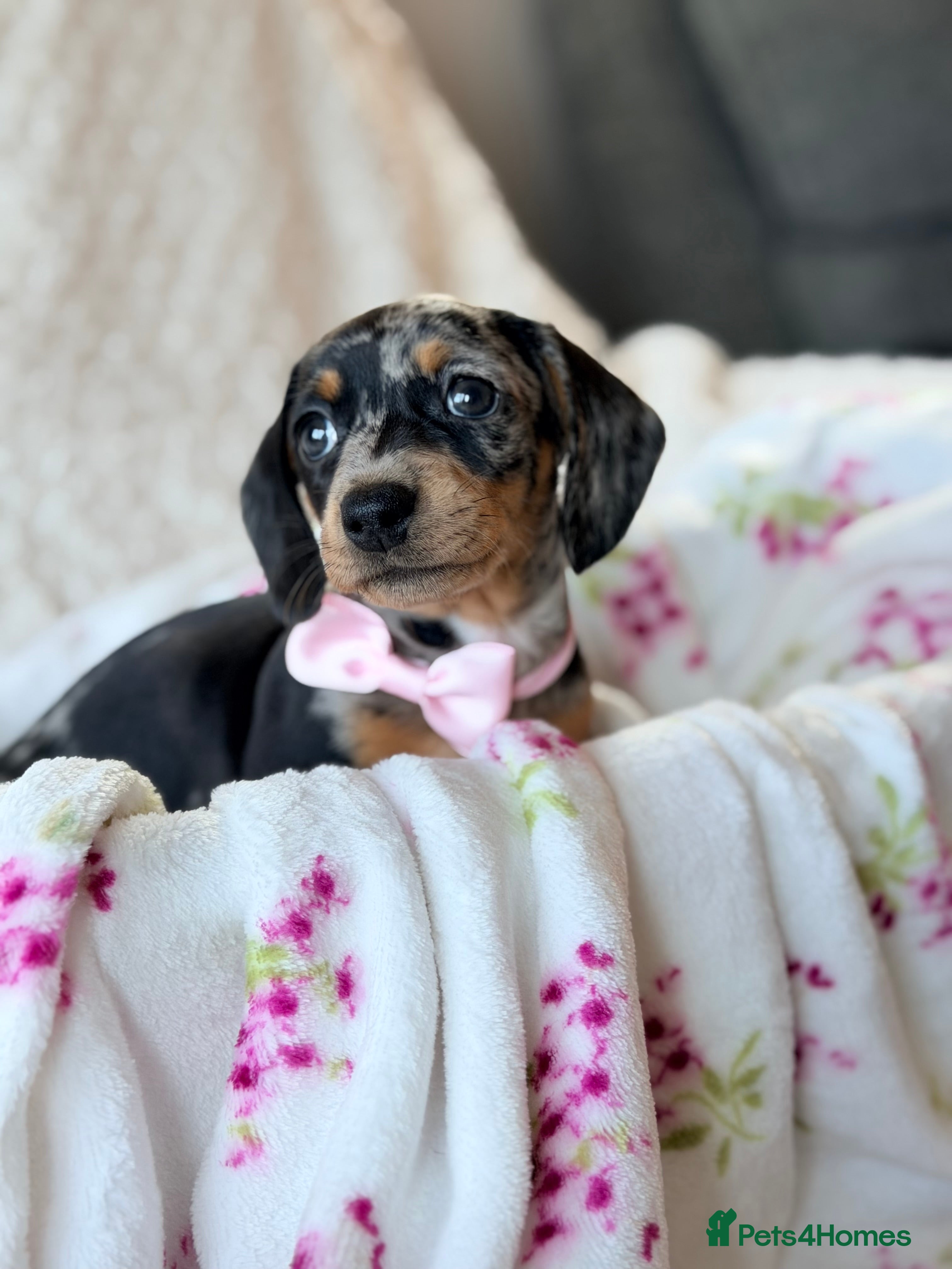 Miniature Dachshund dogs 💜💛🩵 4 gorgeous babies Left !! 🩵💛💜 - Advert 8