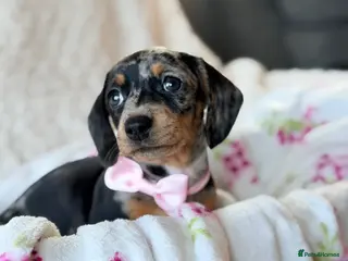 Miniature Dachshund dogs 💜💛🩵 4 gorgeous babies Left !! 🩵💛💜 - Advert 8