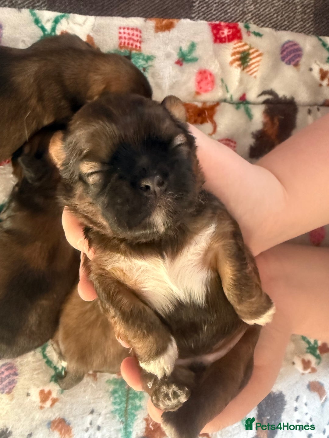 Shih Tzu dogs for sale: Gorgeous Shih Tzu Babies, ready from 14 Febuary.  - Advert 7