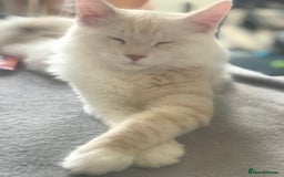 Maine Coon cats for sale: *REDUCED* Beautiful GCCF Pedigree Maine Coons in Torquay - Image 23