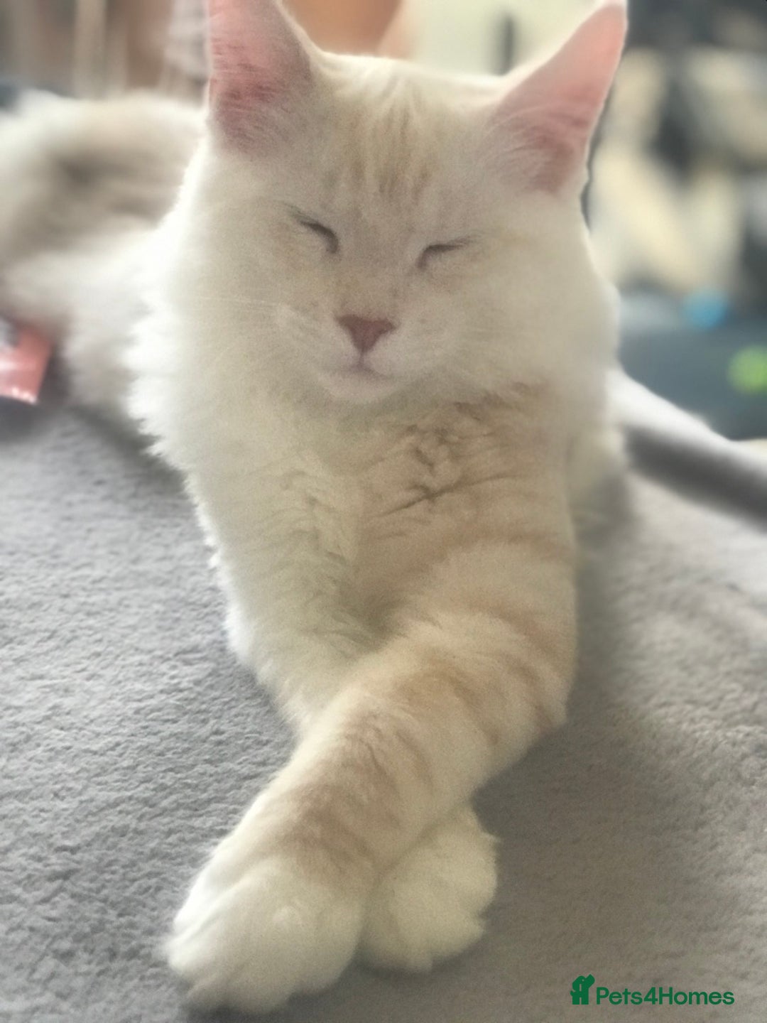 Maine Coon cats for sale: *REDUCED* Beautiful GCCF Pedigree Maine Coons in Torquay - Image 23