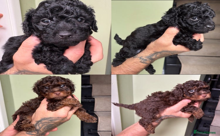 Shihpoo dogs - Advert 6