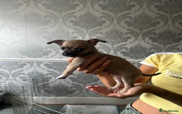 Chihuahua dogs for sale: 3 Gorgeous Chihuahua pups  - Image 4