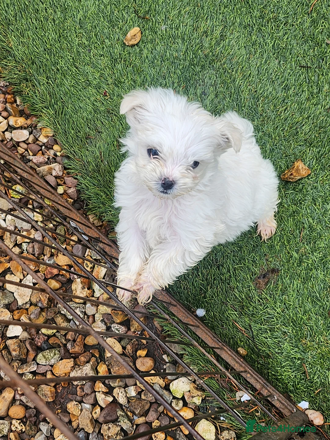 Mixed Breed dogs for sale: Bichion x maltese puppys - Advert 3