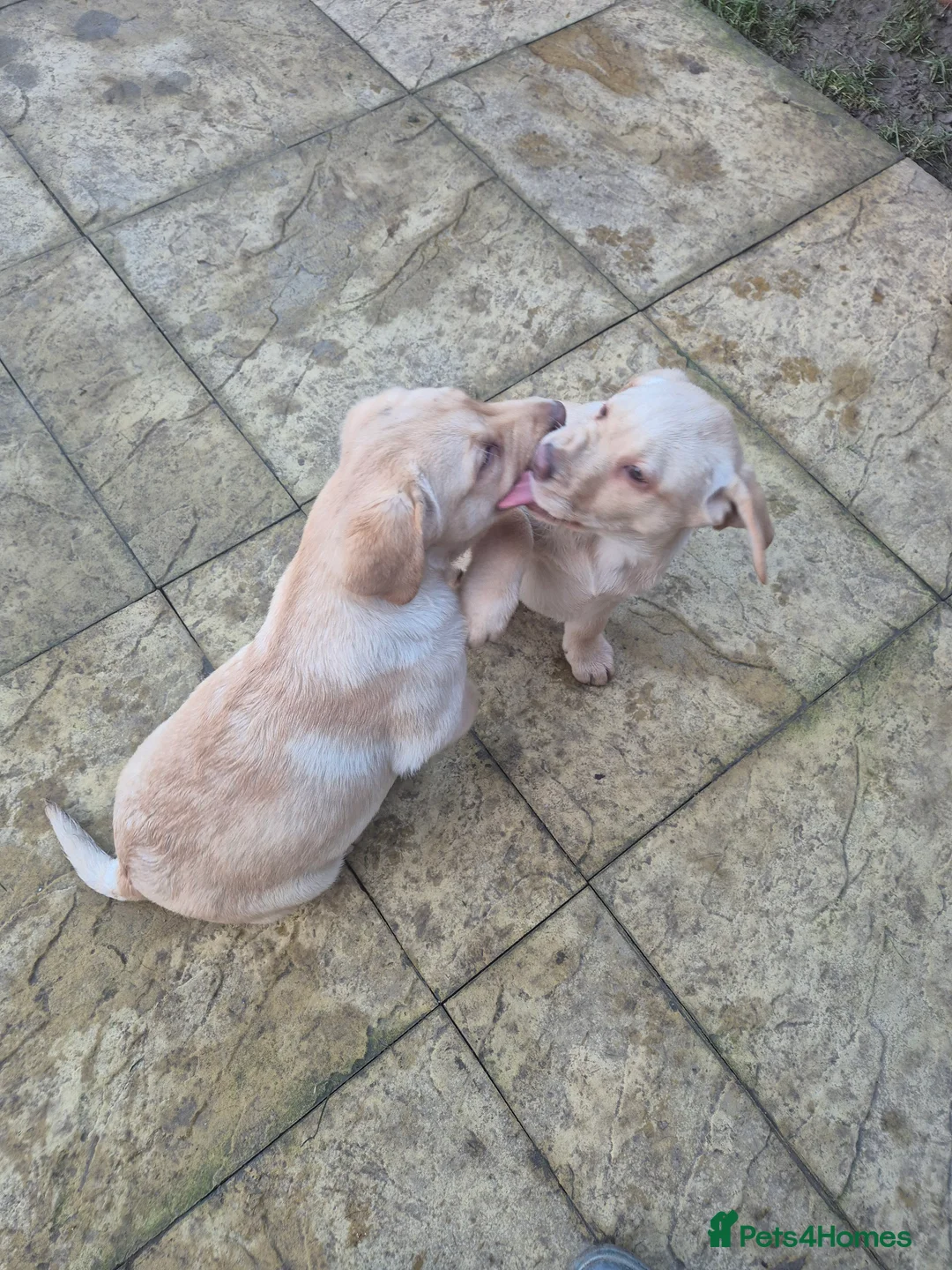 Labrador Retriever dogs for sale: Labrador Retriever last puppy  - Advert 6