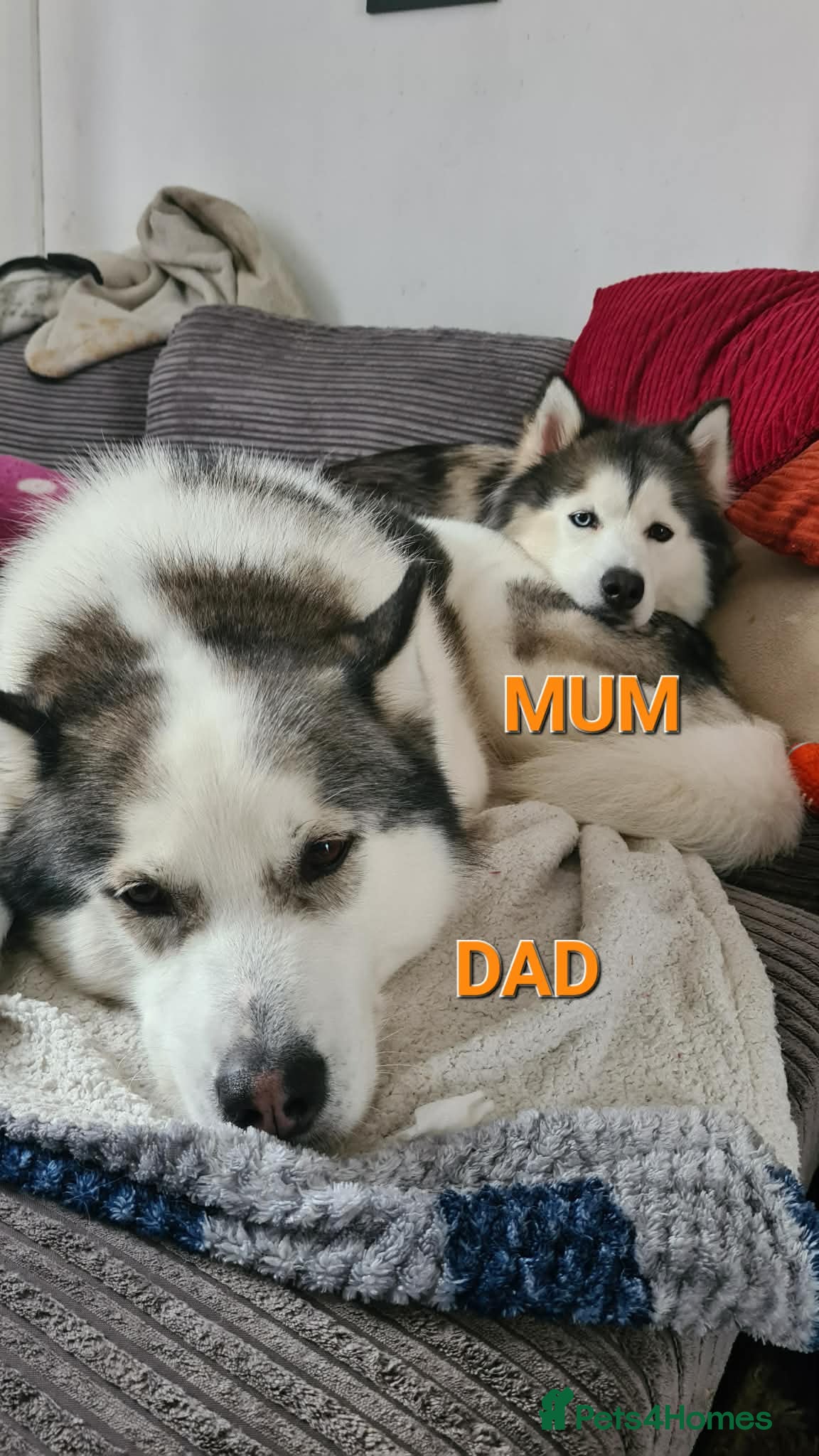 Siberian Husky dogs for sale: Urgent – 2 Siberian Husky Boy Looking for Homes - Advert 3