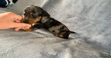 Miniature Dachshund dogs in Ripon - Advert 9