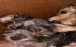 Mixed Breed dogs for sale: Jack Russel x Yorkshire Terrier  - Image 5