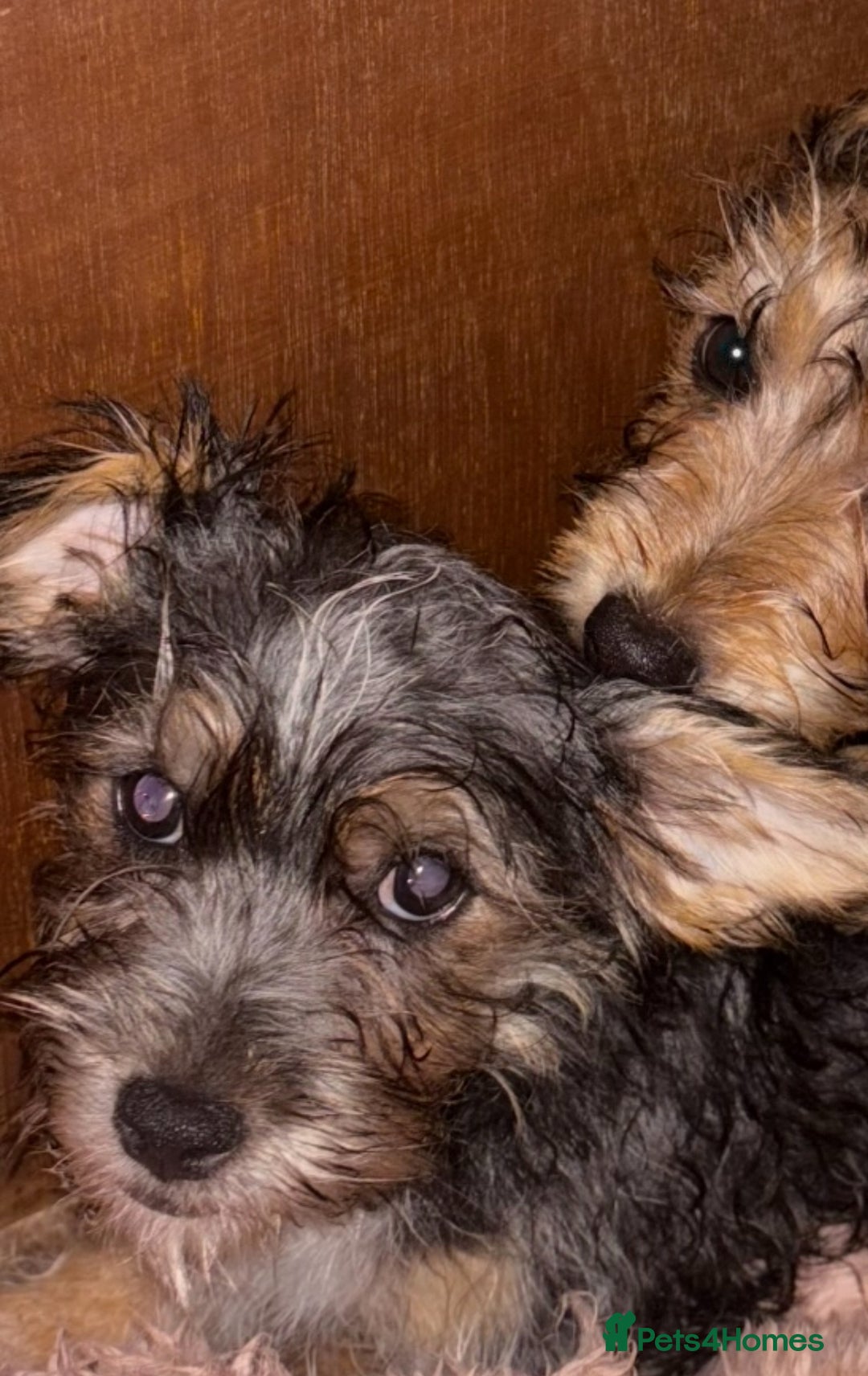 Mixed Breed dogs for sale: Jack Russel x Yorkshire Terrier  - Image 5