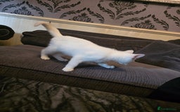 Mixed Breed cats for sale: 3 beautiful kittens - Image 4
