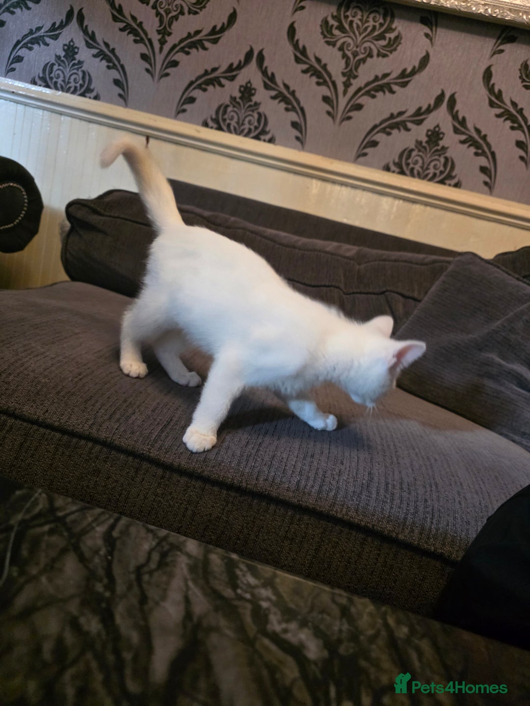 Mixed Breed cats for sale: 3 beautiful kittens - Image 4