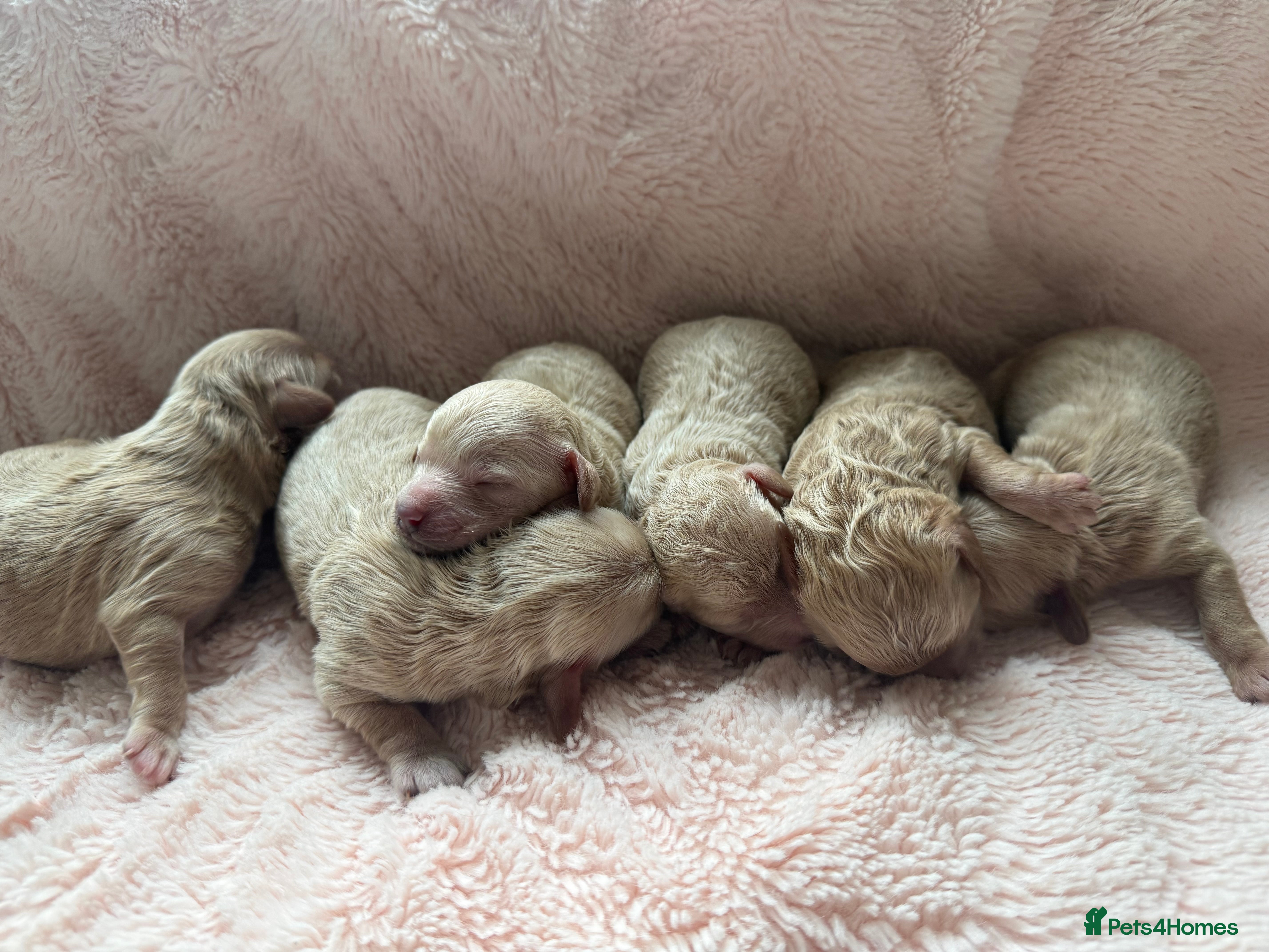 Maltipoo dogs Beautiful Maltipoo F1 Puppies - Advert 3