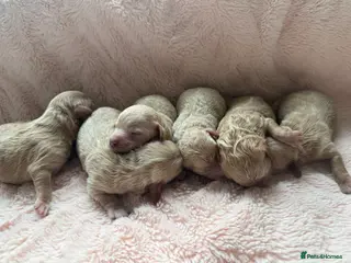 Maltipoo dogs Beautiful Maltipoo F1 Puppies - Advert 3