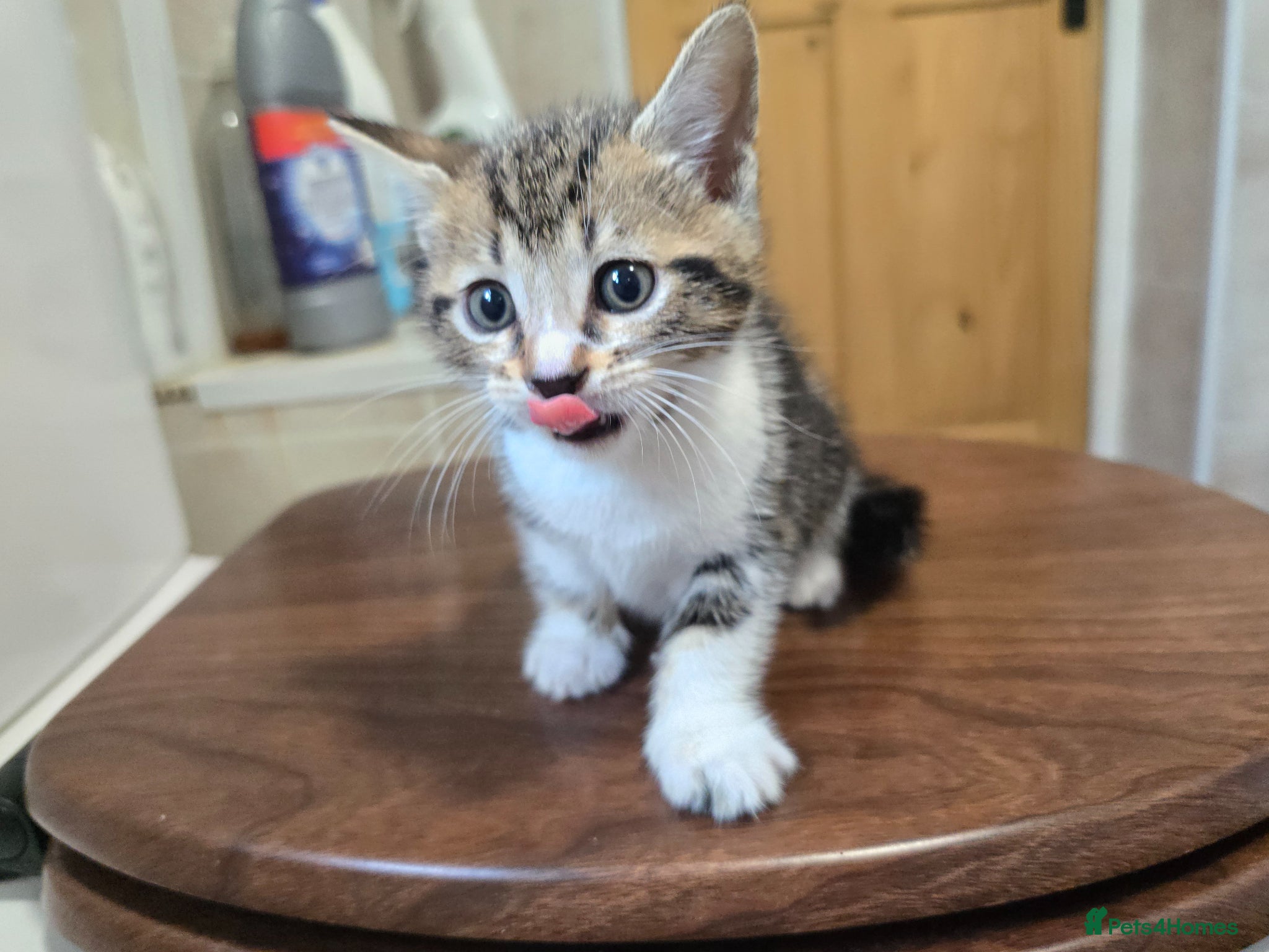 Bengal cats Bengal cross kittens for sale - Advert 2