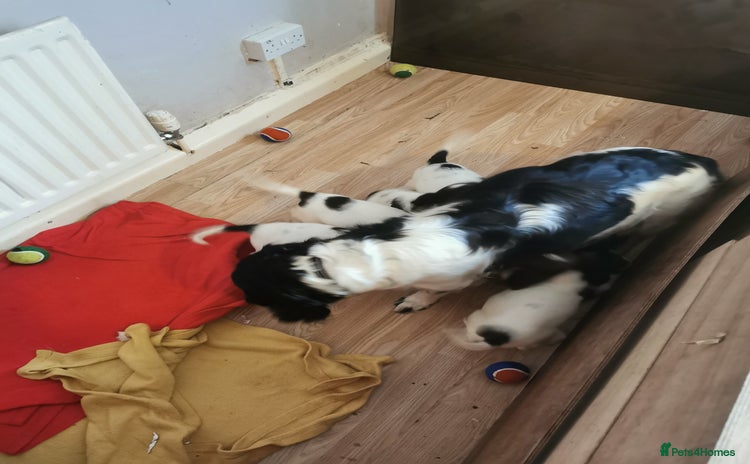 English Springer Spaniel dogs - Advert 16