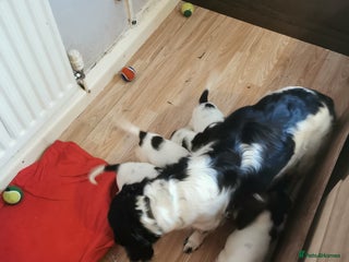 English Springer Spaniel dogs - Advert 12