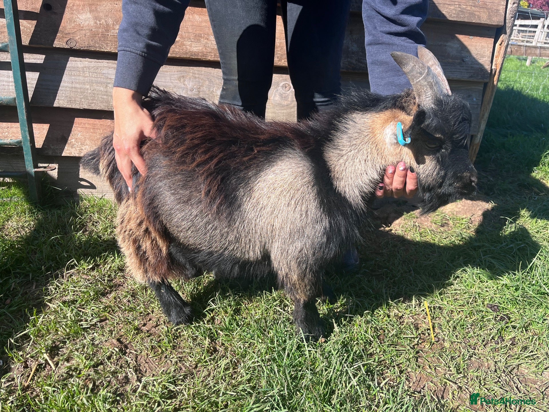 Goats livestock Entire Pygmy Billy Ready For Work - Advert 9