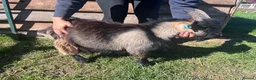 Goats livestock for sale: Entire Pygmy Billy Ready For Work - Advert 1