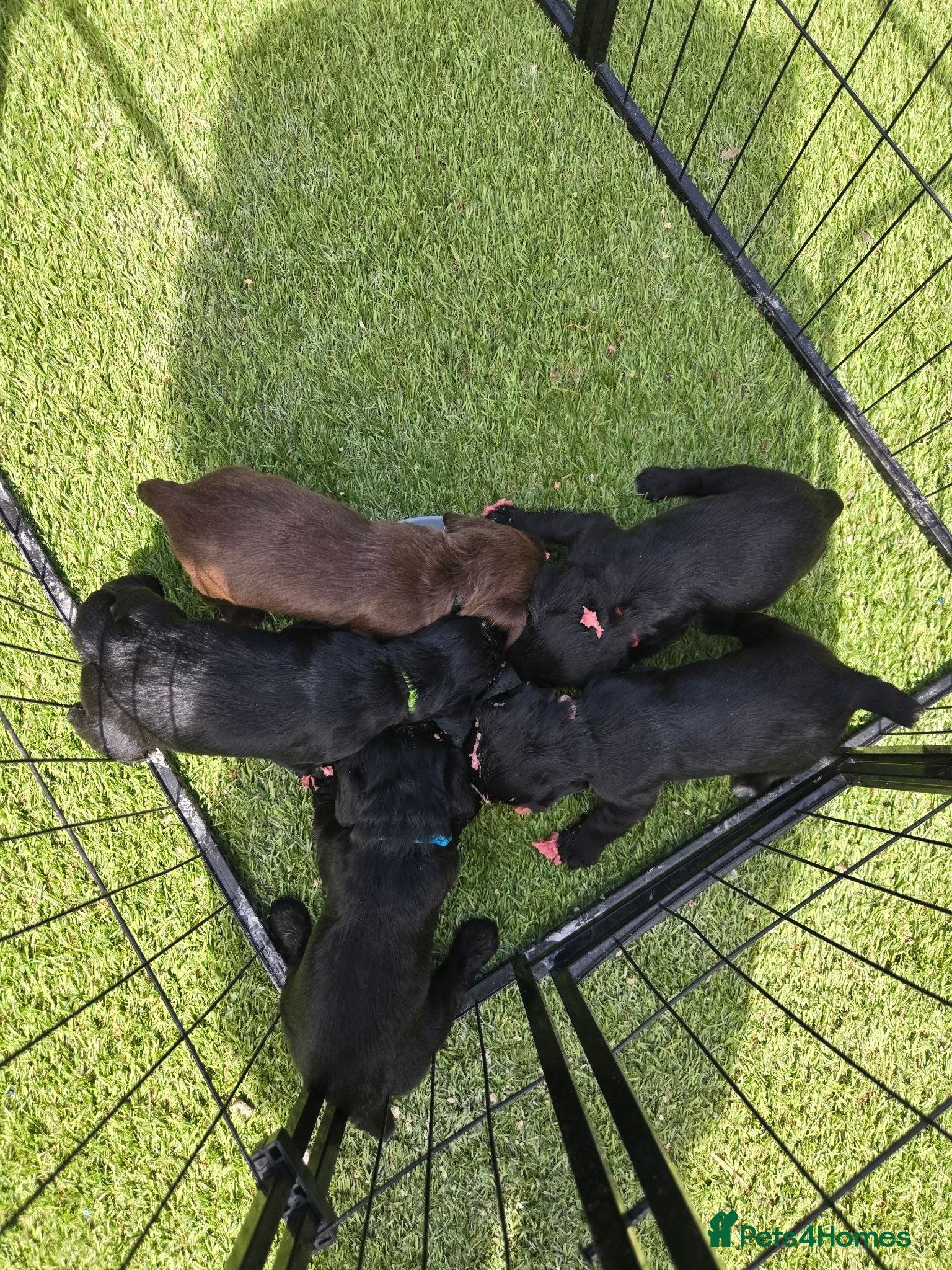Cocker Spaniel dogs Stunning littler of working cocker spaniel puppies - Advert 1