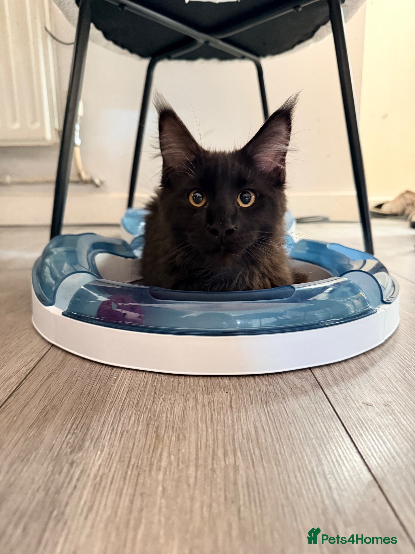 Maine Coon cats 💙 Male Black Smoke Maine Coon kitten TICA 💙 - Advert 17