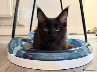 Maine Coon cats 💙 Male Black Smoke Maine Coon kitten TICA 💙 - Advert 17