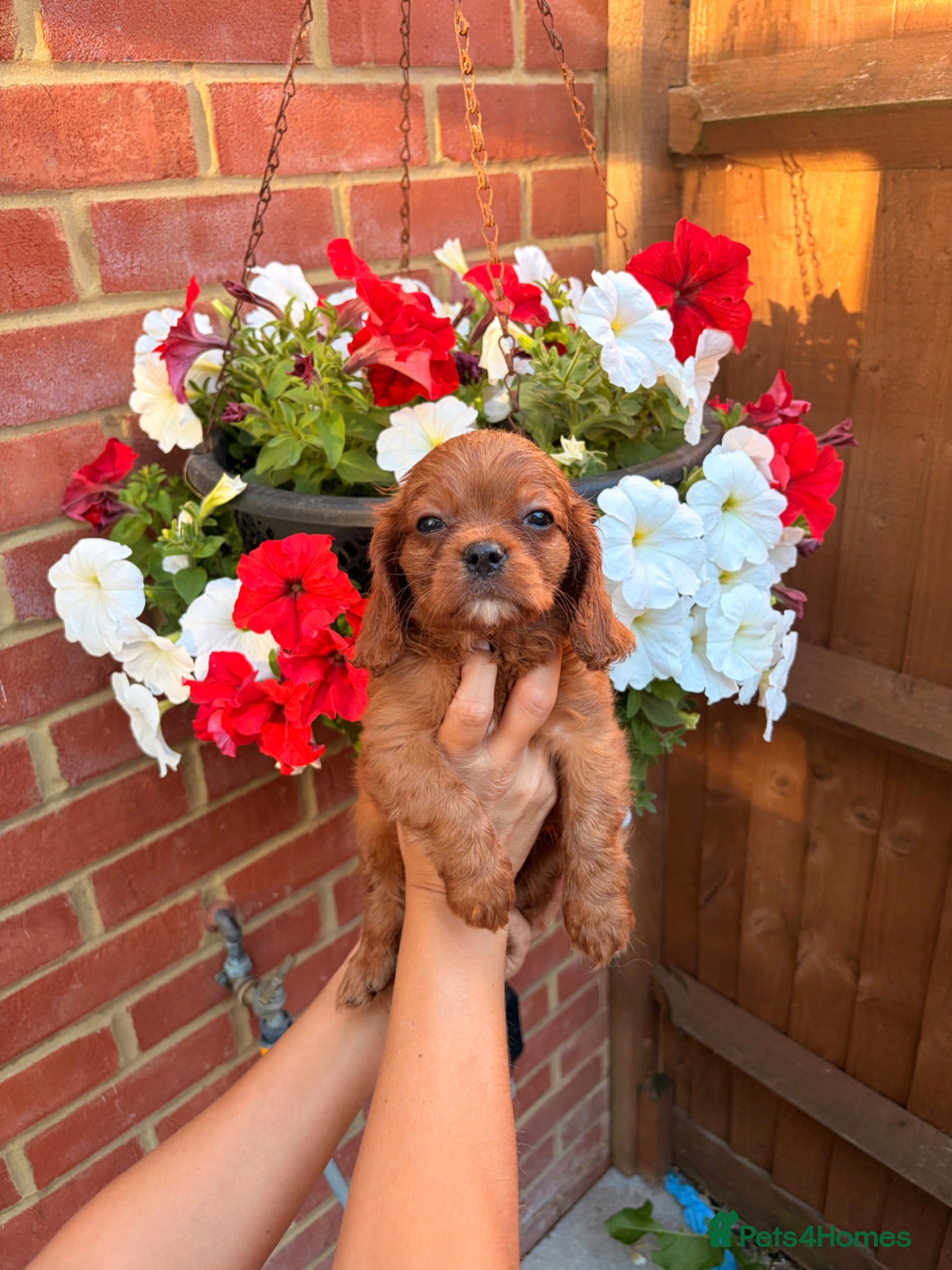 Cavalier King Charles Spaniel dogs KC reg King Charles cavaliers puppy’s health test - Advert 6