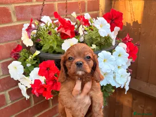 Cavalier King Charles Spaniel dogs KC reg King Charles cavaliers puppy’s health test - Advert 6
