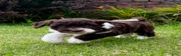 Spanish Water Dog dogs for sale: KC Spanish Water Dog Pups-Coastal Raised with ENS  - Advert 21