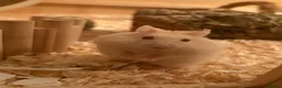 Hamster rodents for sale: Russian dwarf hamster  - Advert 1
