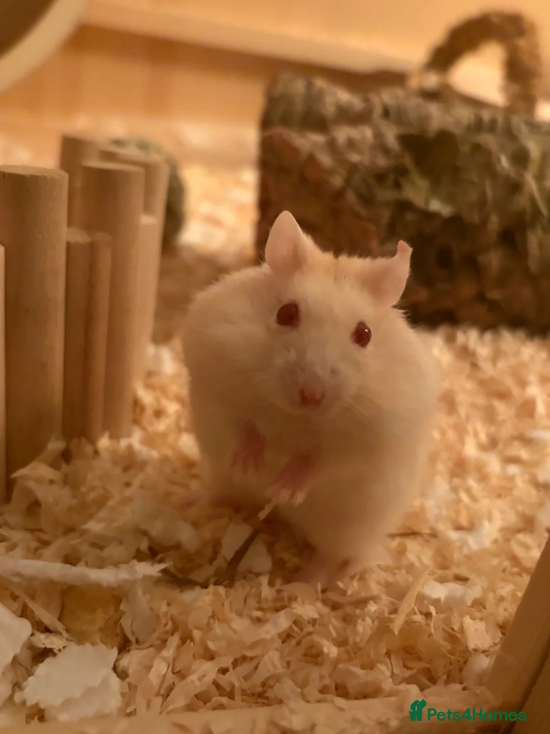 Hamster rodents for sale: Russian dwarf hamster  - Advert 1