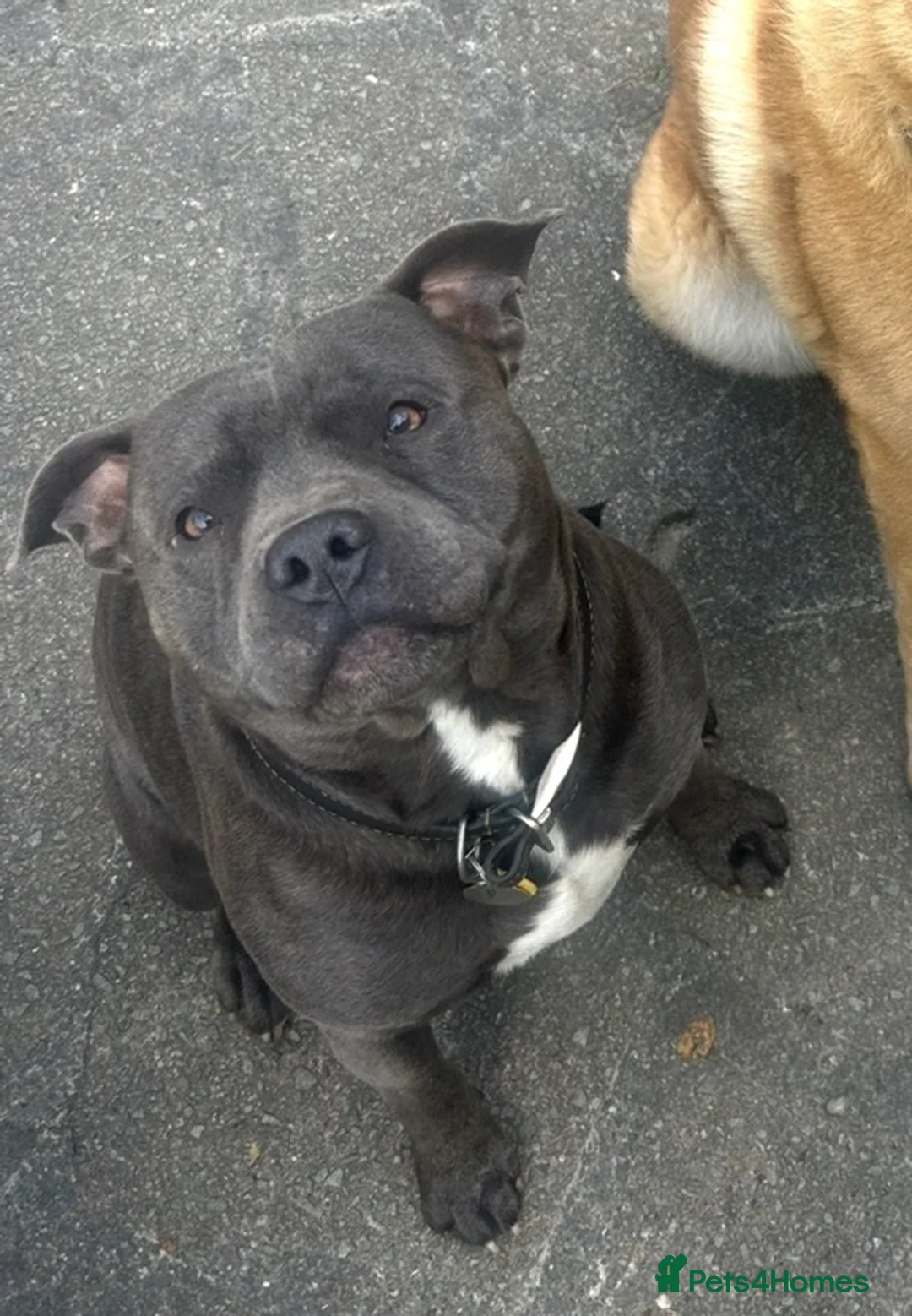 Staffordshire Bull Terrier dogs for stud: Blue Staffordshire Bull Terrier - Advert 5