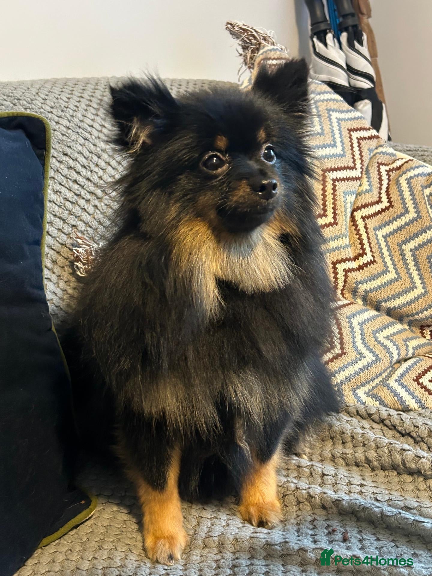 Pomeranian dogs Black long haired female 8-month Pomeranian  - Advert 1