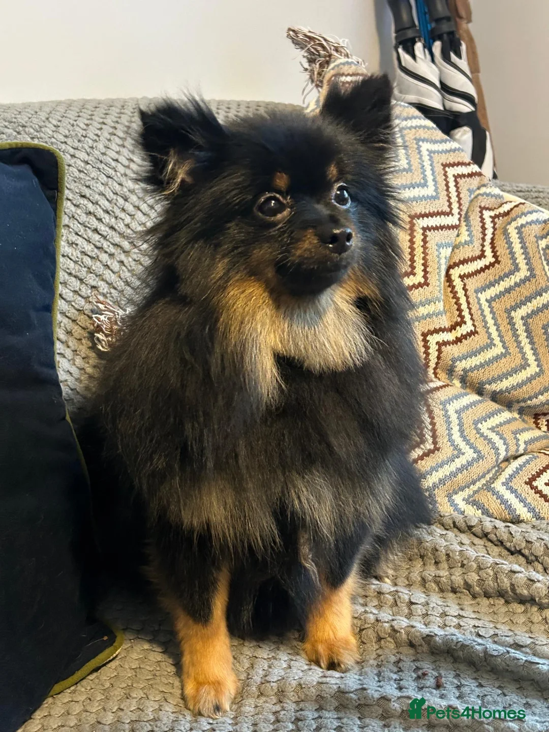 Pomeranian dogs for sale: Black long haired female 8-month Pomeranian  in London - Advert 1