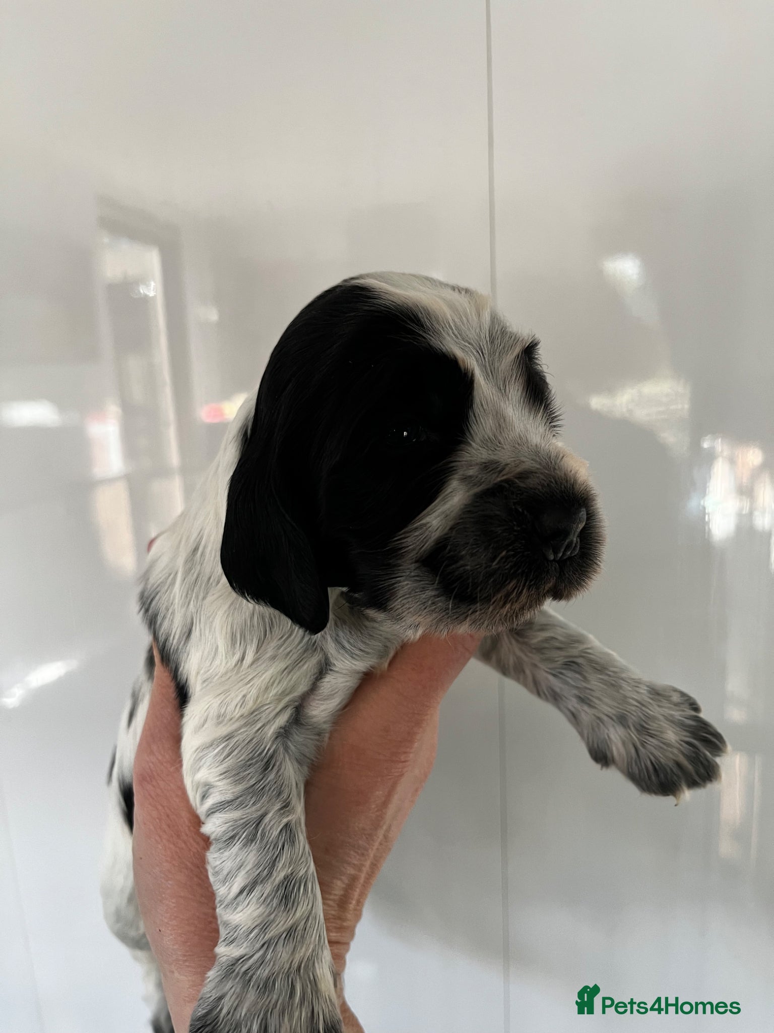 Cocker Spaniel dogs KC Show Type Cocker Spaniels - Advert 1