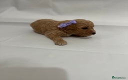 Poochon dogs for sale: F1 Poochon Puppies - 1 boy left - Image 19