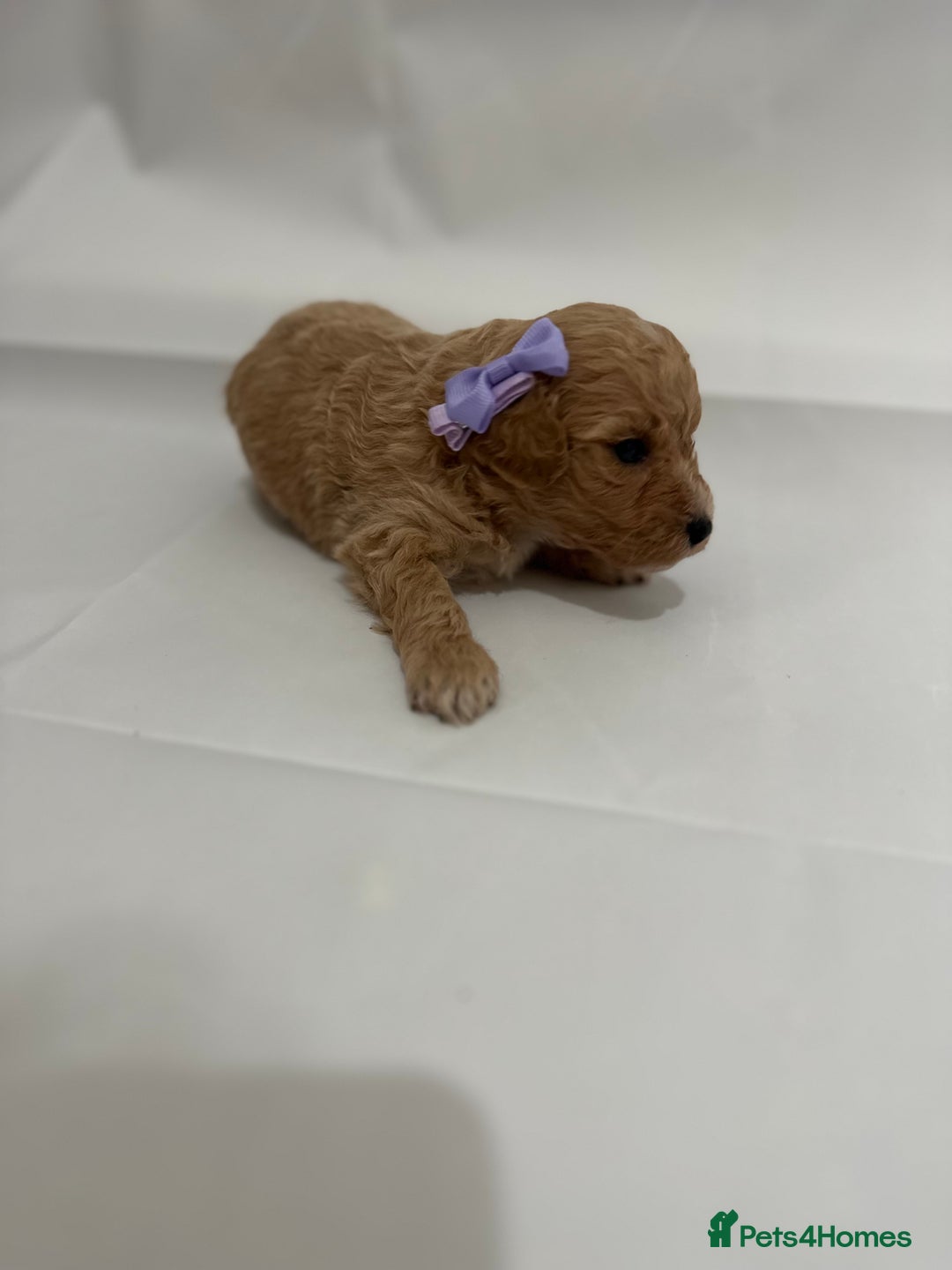 Poochon dogs for sale: F1 Poochon Puppies - 1 boy left - Image 19