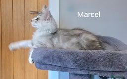Maine Coon cats for sale: TICA Registered Show quality Maine Coon Kittens in Hull - Image 25