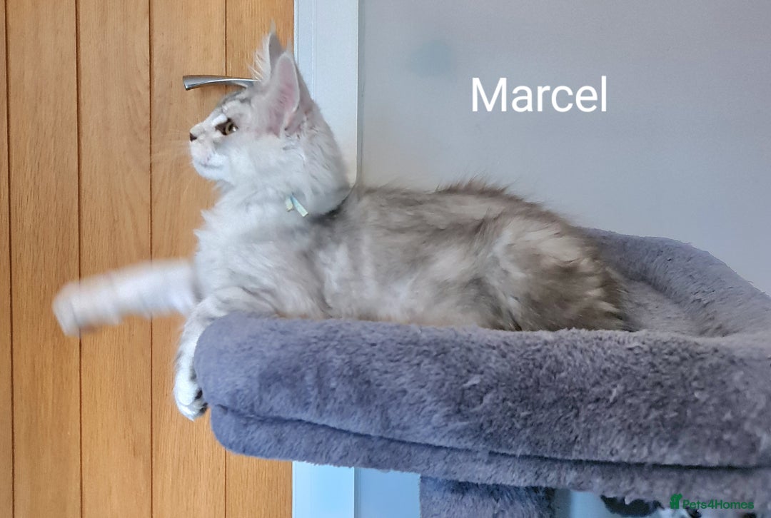 Maine Coon cats for sale: TICA Registered Show quality Maine Coon Kittens in Hull - Image 25