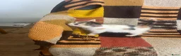 Mixed Breed cats for sale: Kittens looking for their forever homes  - Advert 7