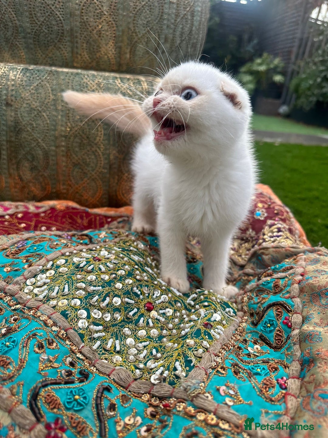 Scottish Fold cats for sale: Scottish folded ear  - Image 5