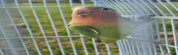 Lovebirds birds for sale: Baby love bird with cage [peaches] in Tonbridge - Advert 7