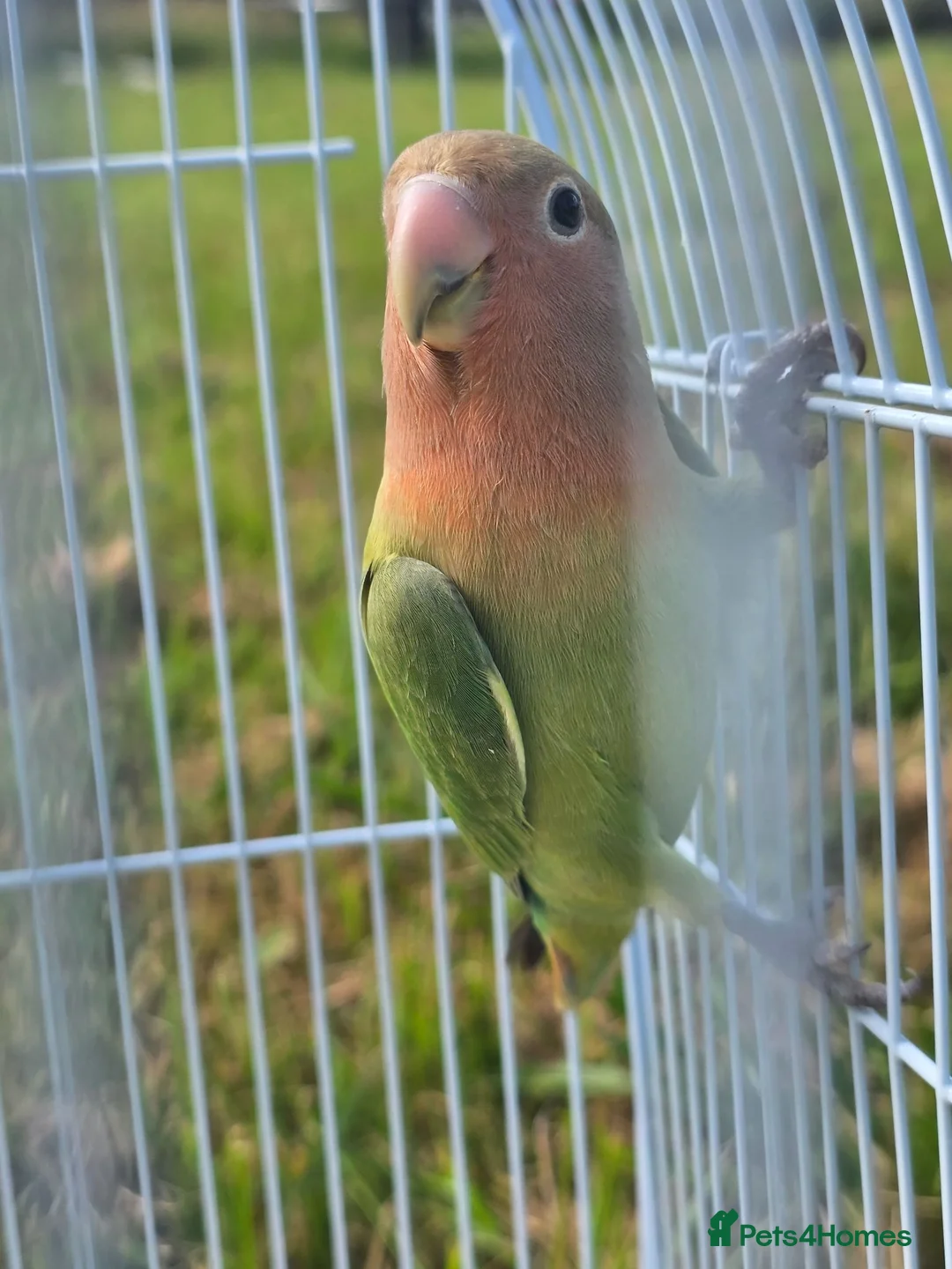 Lovebirds birds for sale: Baby love bird with cage [peaches] in Tonbridge - Advert 7