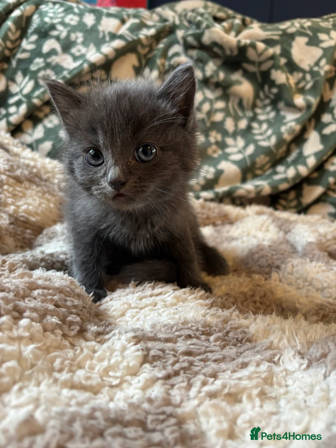 Ragdoll cats for sale: 4 bundles of Ragdoll x joy - Advert 22