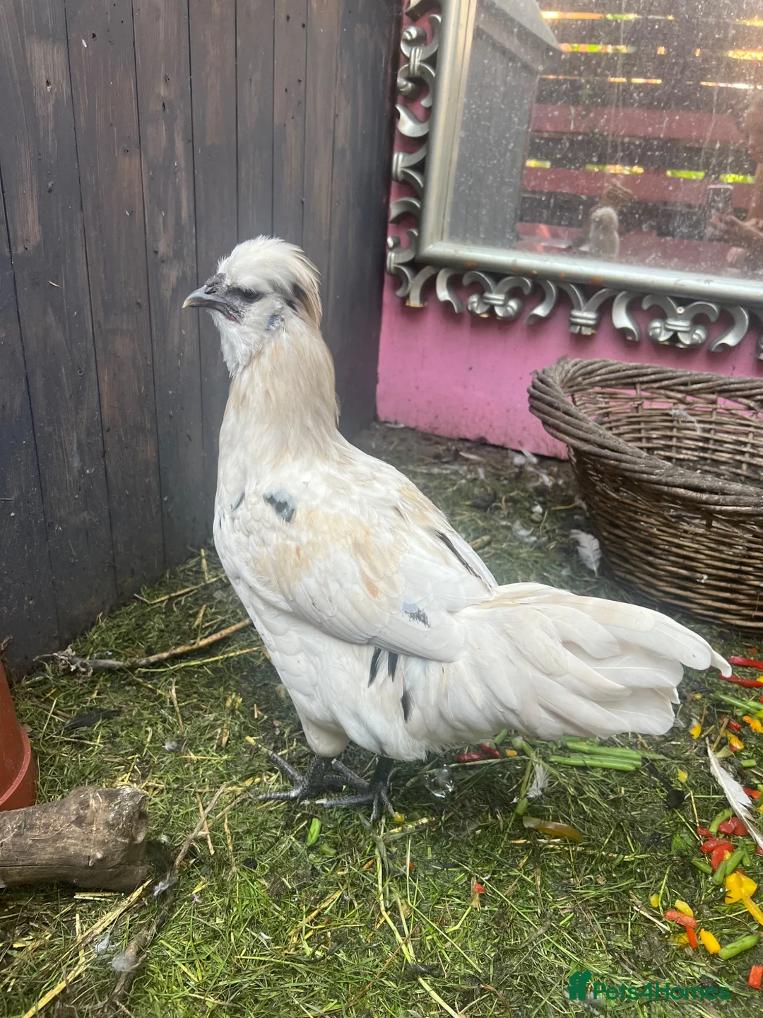 Chickens poultry for sale: 3 cocks silkie & australorp bantam  in Rugby - Advert 11