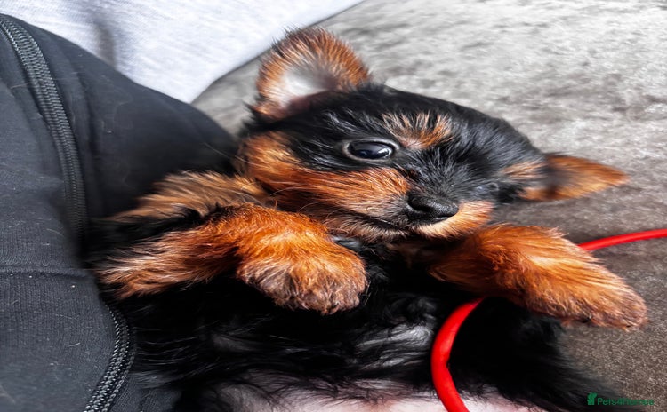 Yorkshire Terrier dogs - Advert 1