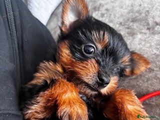 Yorkshire Terrier dogs - Advert 2