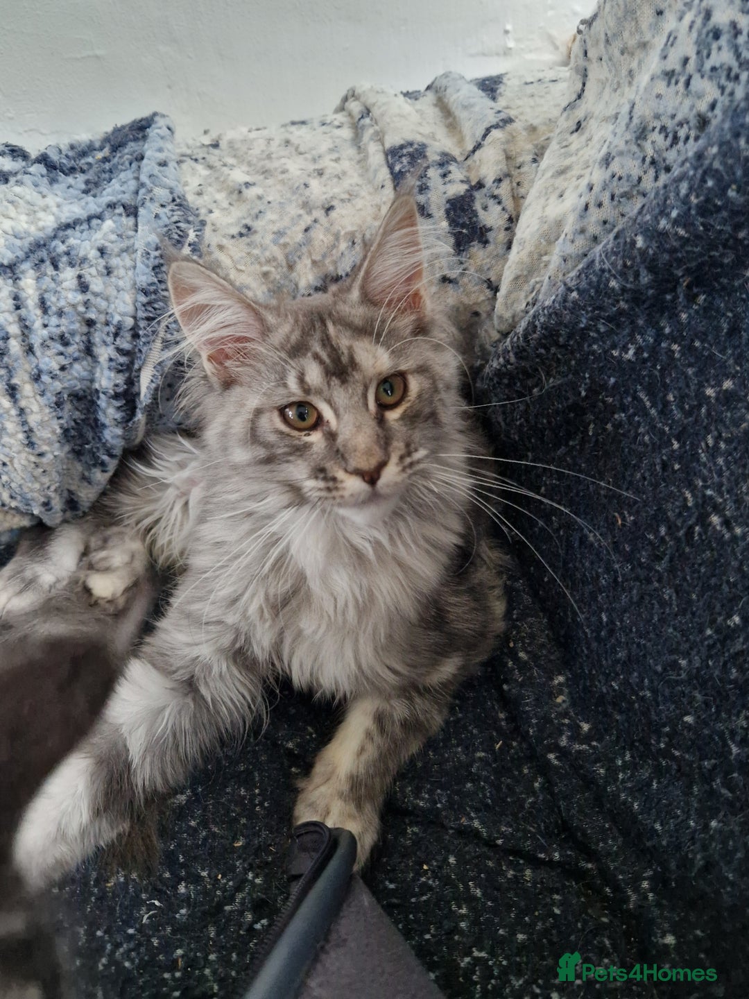 Maine Coon cats for sale: Gorgeous maine coon babies - Advert 18