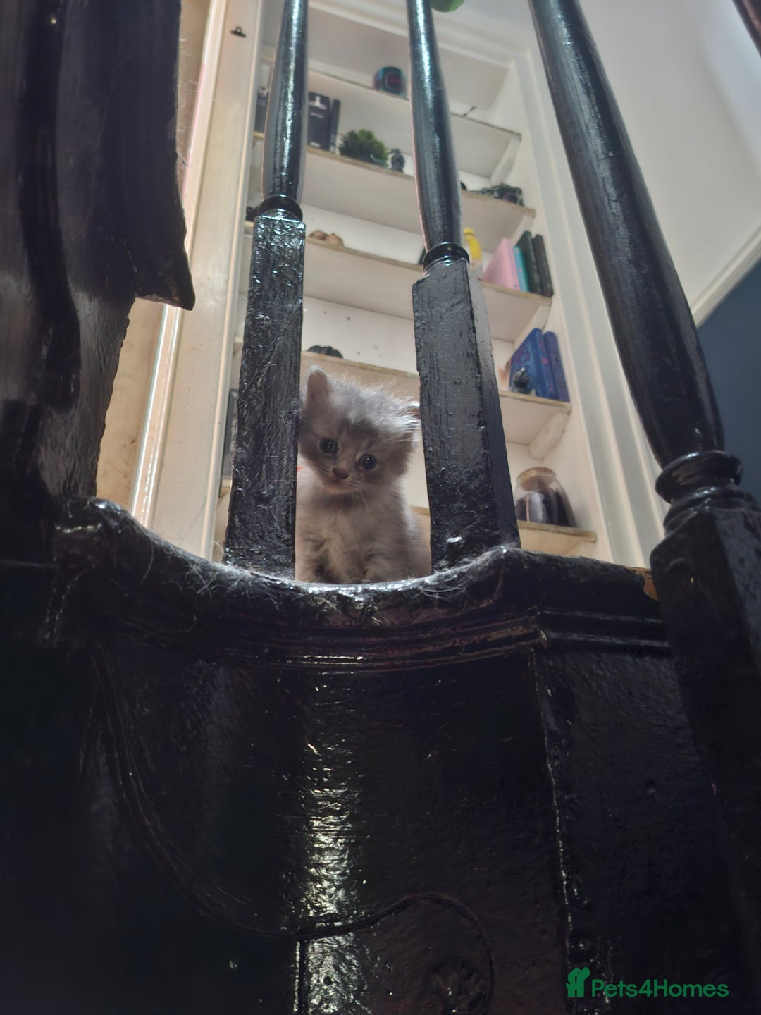 Mixed Breed cats for sale: Kittens looking for new home - Image 3