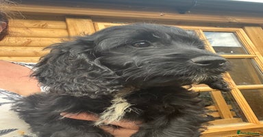 Cockapoo dogs - Advert 4