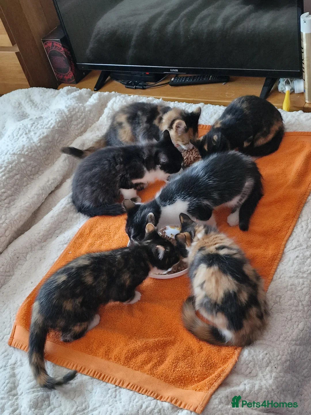 Mixed Breed cats for sale: Beautiful Kittens in Nottingham - Advert 2